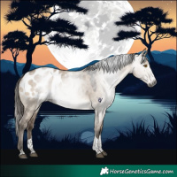 Horse Color:Gray Brown Dun Splash Tobiano Appaloosa Rabicano 