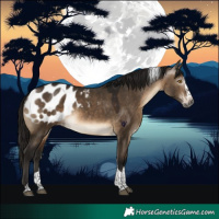 Horse Color:Gray Brown Dun Splash Tobiano Appaloosa Rabicano