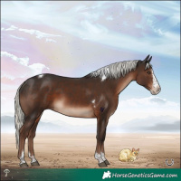 Horse Color:Liver Chestnut Mushroom Splash Tobiano Rabicano