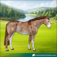 Horse Color:Red Dun Sabino Rabicano Brindle 