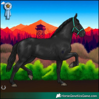 Horse Color:Gray Black