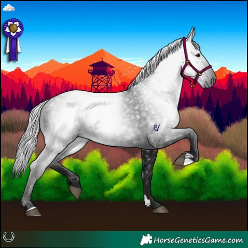Horse Color:Gray Black 