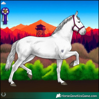 Horse Color:Gray Black 