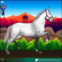 Horse Color:Gray Black
