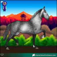 Horse Color:Gray Black 