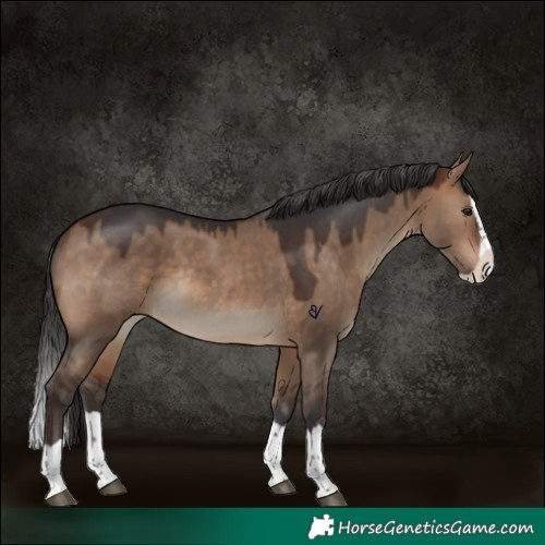 Horse Color:Brown Dun Splash Rabicano 