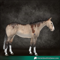 Horse Color:Brown Dun Splash Rabicano 