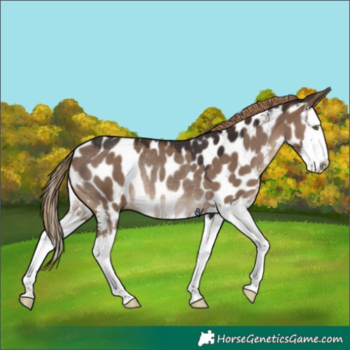 Horse Color:Liver Red Dun Sabino Splash Appaloosa Rabicano 