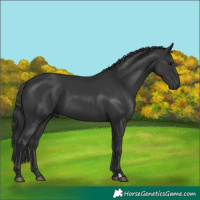 Horse Color:Black 