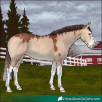 Horse Color:Chocolate Bay Dun Splash 