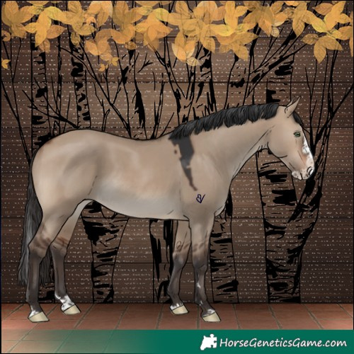 Horse Color:Brown Dun Splash Rabicano 