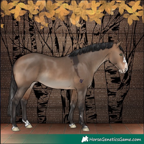 Horse Color:Brown Dun Splash Rabicano 