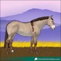 Horse Color:Liver Red Dun Sabino Rabicano 
