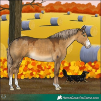 Horse Color:Chocolate Palomino Dun Sabino 