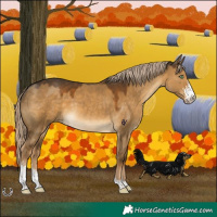 Horse Color:Chocolate Palomino Dun Sabino 