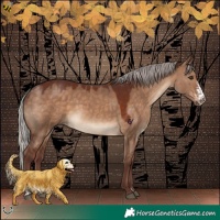 Horse Color:Chocolate Silver Brown Dun Sabino Rabicano