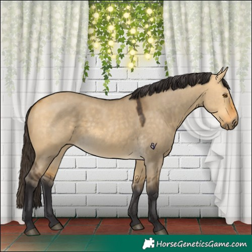 Horse Color:Buckskin Dun 
