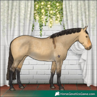 Horse Color:Buckskin Dun