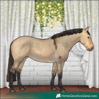 Horse Color:Buckskin Dun 