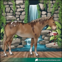 Horse Color:Gray Red Dun Tobiano Appaloosa 