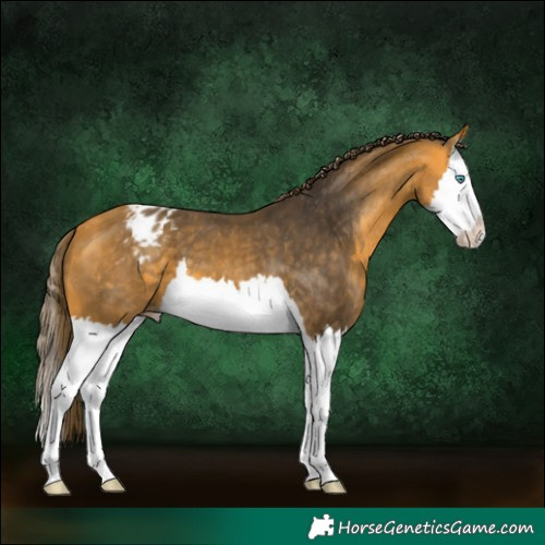 Horse Color:Buckskin Splash Appaloosa 