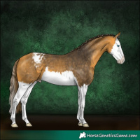 Horse Color:Buckskin Splash Appaloosa 
