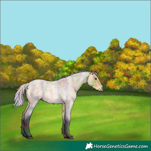 Horse Color:Nacre Silver Buckskin Roan Dun 