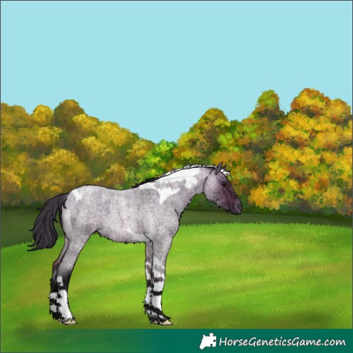 Horse Color:Unknown 