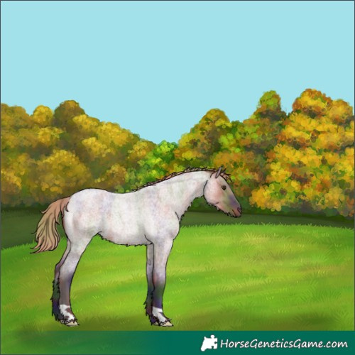 Horse Color:Unknown 
