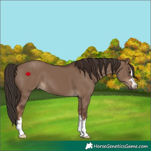 Horse Color:Liver Red Dun 