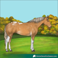 Horse Color:Palomino Tobiano 