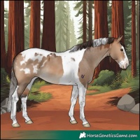 Horse Color:Bay Dun Splash Tobiano Appaloosa 