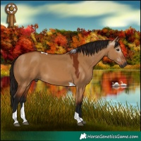 Horse Color:Gray Bay Dun Tobiano 