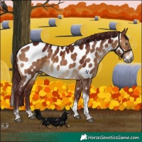 Horse Color:Gray Chocolate Bay Dun Splash Tobiano Appaloosa 