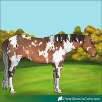 Horse Color:White Spotted Bay 