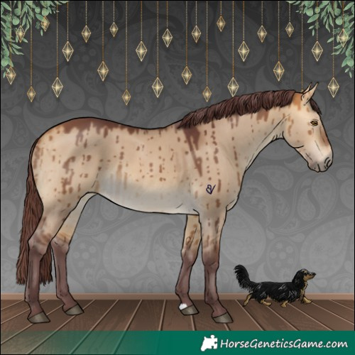 Horse Color:Chocolate Buckskin Dun Brindle 