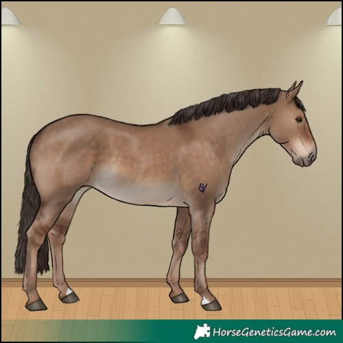 Horse Color:Liver Red Dun 