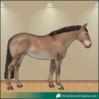 Horse Color:Liver Red Dun 