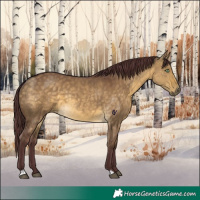 Horse Color:Chocolate Buckskin Dun