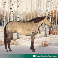 Horse Color:Chocolate Buckskin Dun 