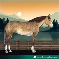Horse Color:Chocolate Buckskin Dun 