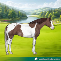 Horse Color:Chocolate Brown Dun Splash Tobiano 