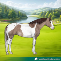 Horse Color:Chocolate Brown Dun Splash Tobiano
