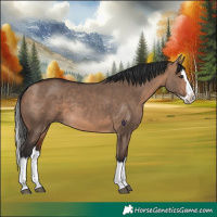 Horse Color:Bay Dun Splash 