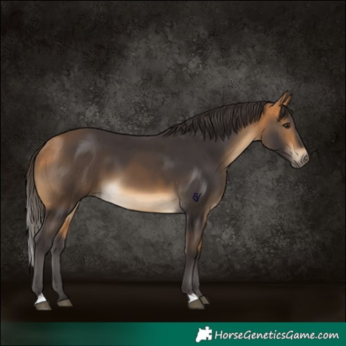 Horse Color:Buckskin 