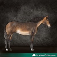 Horse Color:Buckskin 