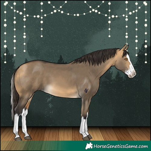 Horse Color:Buckskin Dun Splash 