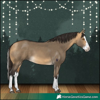 Horse Color:Buckskin Dun Splash