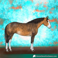 Horse Color:Buckskin Splash 