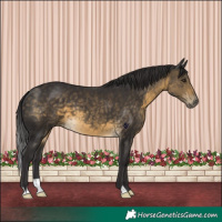 Horse Color:Buckskin 